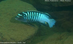 Metriaclima phaeos 'Undu Reef'